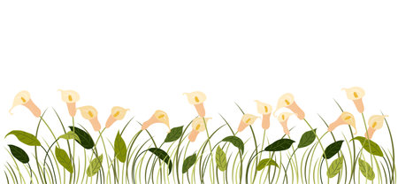 Horizontal cartoon banner with gorgeous multicolored blooming flowers, leaves border. Spring or summer botanical vector illustration with calla lilies on white background with empty space.のイラスト素材