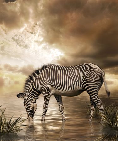 Zebra in water on cloudy sky backgroundの写真素材