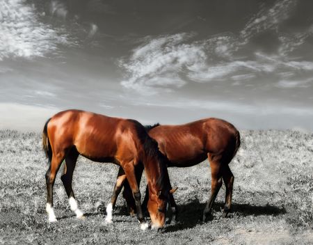 Two grazing brown young horses on grey nature backgroundの写真素材
