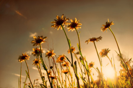 Garden with camomiles on purple sunの写真素材