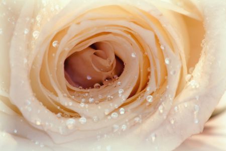 White rose on pink abstract background in warm lightの写真素材
