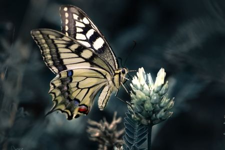 Common Yellow Swallowtail butterfly on small yellow flowerの写真素材