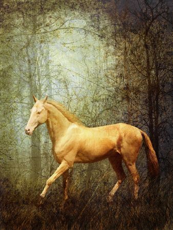 Cremello stallion Akhal-Teke in mystical forestの写真素材