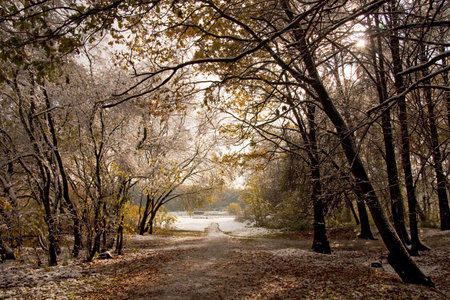 Autumn forest under first snowAutumn forest under first snowの写真素材