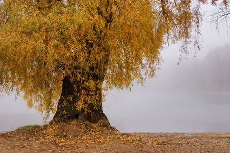 Yellow willow in autumn misty mornigの写真素材