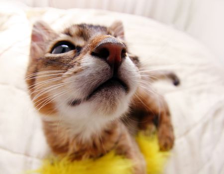 Funny Portrait of ruddy Somali kittenの写真素材