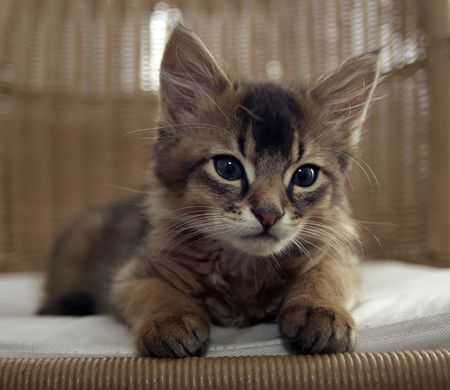 Portrait of seating ruddy Somali kittenの写真素材
