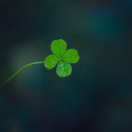 Macro of a four-leaf clover on green grass blur backgroundの写真素材