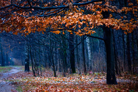 a park in later autumn
