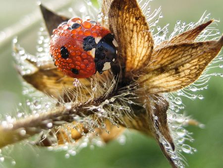 Ladybug in water drop at early morningの写真素材