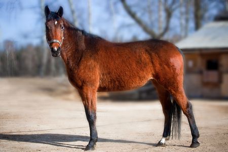 Portrait of beautiful brown horse in the spring sunshineの写真素材