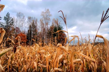 Autumn rural panoramaの写真素材