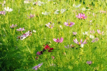 Garden cosmos or Mexican aster at morningの写真素材