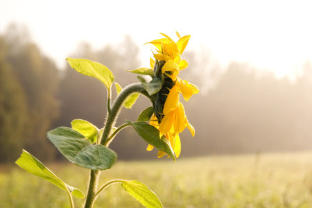 corn field and sunflower in misty morningの写真素材
