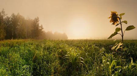 Panoramic landscape with corn field and sunflower in misty morningの写真素材