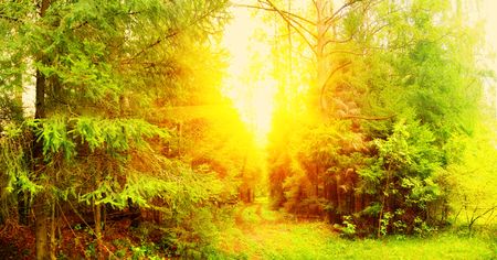 Panorama of forest in a sunny summer dayの写真素材