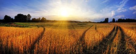 Rural landscape with wheat field on sunsetの写真素材