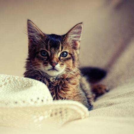 Portrait of somali catの写真素材
