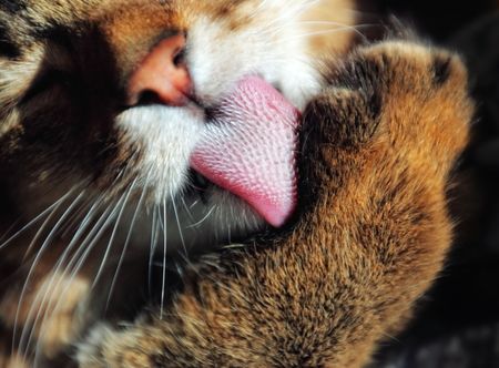 Portrait of somali catの写真素材