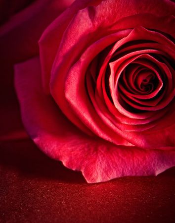 Red rose backgroundの写真素材
