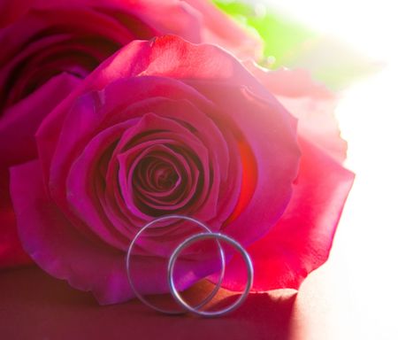 Wedding rings and red rose の写真素材