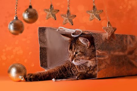 Somali cat sitting inside brilliant bag under a christmas tree. Playing with baublesの写真素材