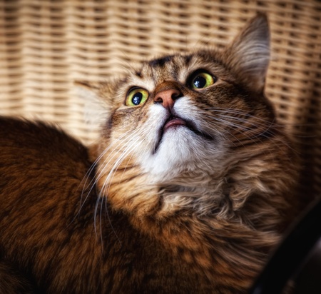 Somali cat portraitの写真素材