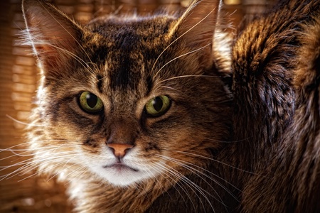 Somali cat portraitの写真素材