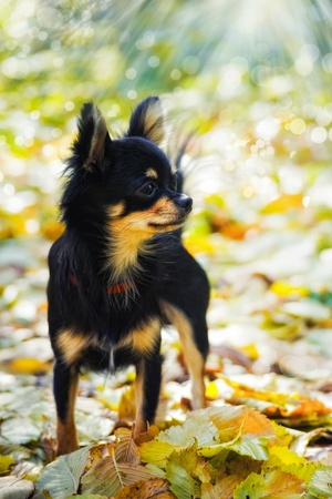 Chihuahua dog in autumn parkの写真素材