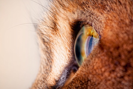 close-up of cat's eyeの写真素材