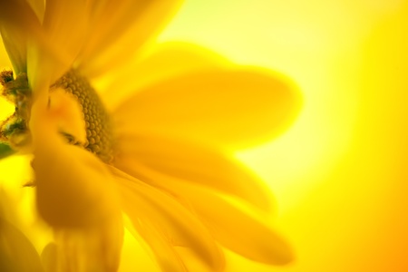Yellow Daisy closeup in  sunny lightの写真素材