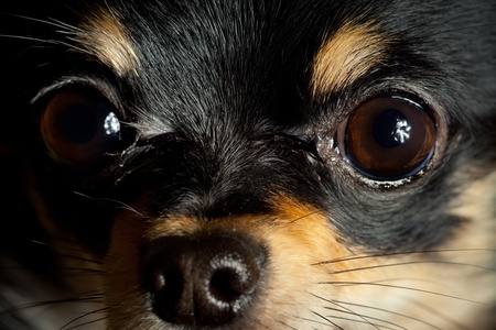 Long-hair Chihuahua dog close up at homeの写真素材