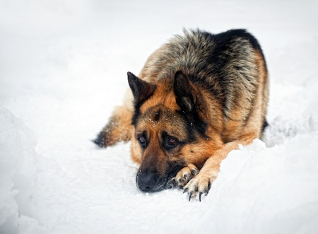 Portrait of german shepherd in snow. Eight years old large boyの写真素材