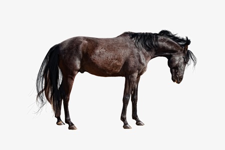 Black stallion isolated on whiteの写真素材