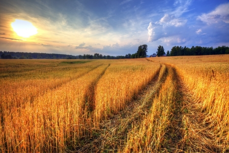 Rural landscape with wheat field on sunsetの写真素材