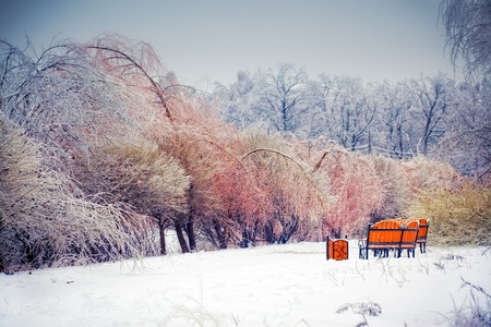 The winter park after ice rainの写真素材