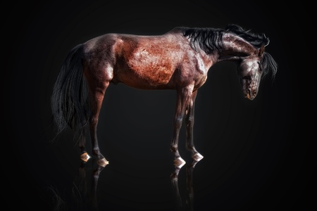 Chestnut stallion isolated on blackの写真素材