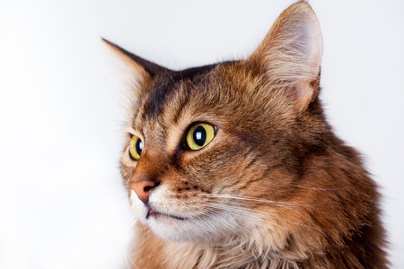 Rudy somali cat portrait on grey backgroundの写真素材