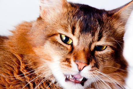 Rudy somali cat portrait on grey backgroundの写真素材
