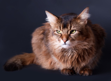 Rudy somali cat portrait on grey backgroundの写真素材