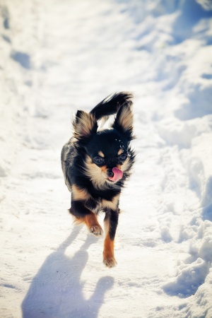 Long-hair Chihuahua dog running on snowの写真素材