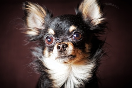 Long-hair Chihuahua dog on dark brown backgroundの写真素材