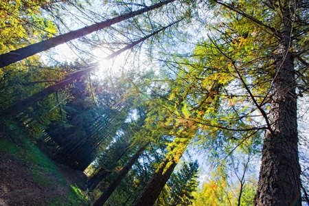 Autumn forest with Larches alleyの写真素材