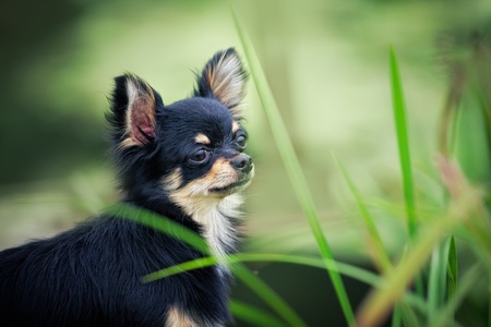 Long-hair Chihuahua dog standing on wooden bridge near pondの写真素材