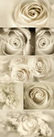 Roses Collage from photos in sepiaの写真素材