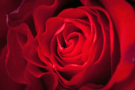 Close-up of a red rose. Backgroundの写真素材
