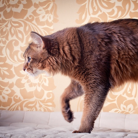 Rudy somali cat portrait under lace umbrella on vintage backgroundの写真素材