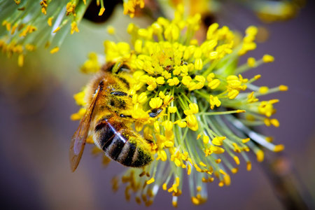 Close-up of Pussy Willow branches with beeの写真素材