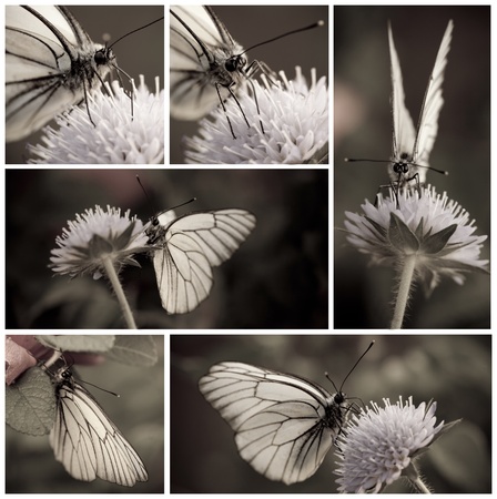 Close-up of White butterfly collection in monochromeの写真素材
