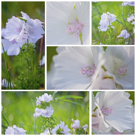 June collage with White Malva の写真素材